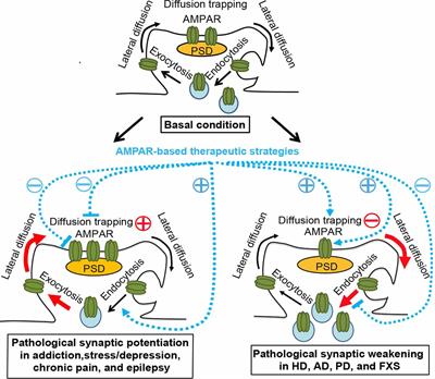 Bidirectional Dysregulation of AMPA Receptor-Mediated Synaptic Transmission and Plasticity in Brain Disorders